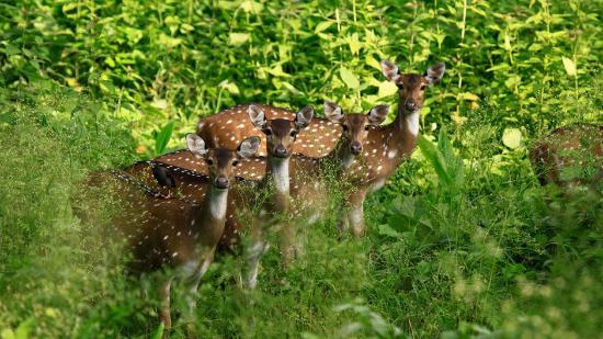 Kalakkadu Sanctuary